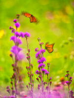 Prairie Jewels