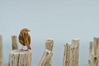Savannah Sparrow