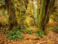 Nature's Cathedral