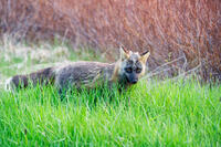 Hunting Fox