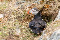 Puffin at Burrow