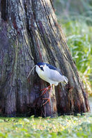 Night Heron