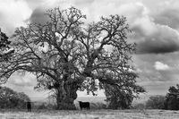 Oak On Mayfair Lane