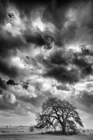 Ranch Oak