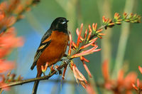 Orchard Oriole 