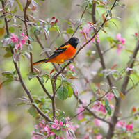 Male Baltimore Oriole
