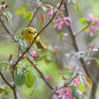 Female Orchard Oriole