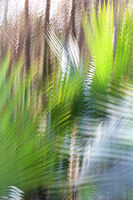 Palmetto 
