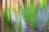 Palmetto Woods