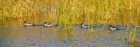 Traveling Pintails