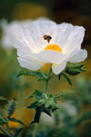 Poppy And Bee