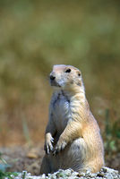 Prairie Dog