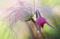 Prairie Smoke