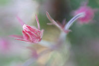 Prairie Smoke 2