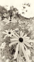 Summer Prairie