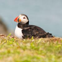 Cliffside Puffin
