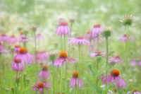 Coneflowers