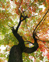 Reaching For The Sky