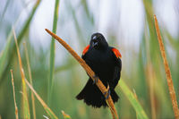 Redwing Blackbird