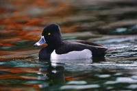 Ring-necked Duck