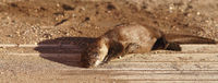 Sand Bathing River Otter