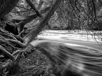 Beneath The Cedars