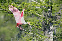 Roseate Spoonbill Landing