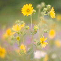 Silphium Integrifolium