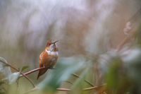 Rufous Hummingbird