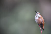 Rufous In The Rain