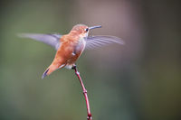 Rufous Taking Flight