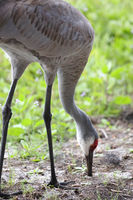 Sandhill Crane