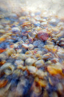 Shells Of Sanibel