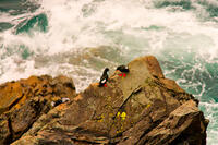 Guillemots