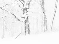 Winter Trees