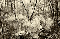 Palmetto Creek
