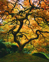 Spirit Tree