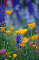 Spring Garden