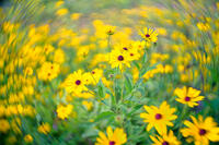 Rudbeckia