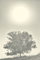 Sun, Tree, Fog