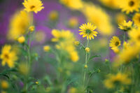 Sunflower And Blazing Star