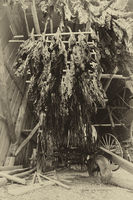 Tobacco Barn