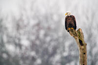 Winter Eagle