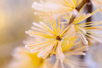 Frosted Tamarack 