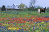 Texas Homestead