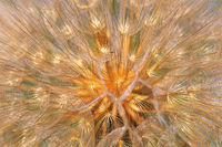 The Heart Of A Dandelion