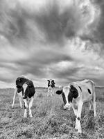 Inquistive Cows