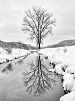 Trout Creek Reflection