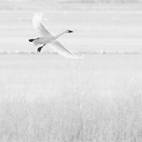 Gliding In