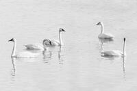 Tundra Swans